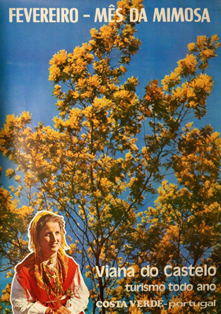 Cartaz Fevereiro - Mês da Mimosa. Viana do Castelo turismo todo ano. Costa Verde - Portugal