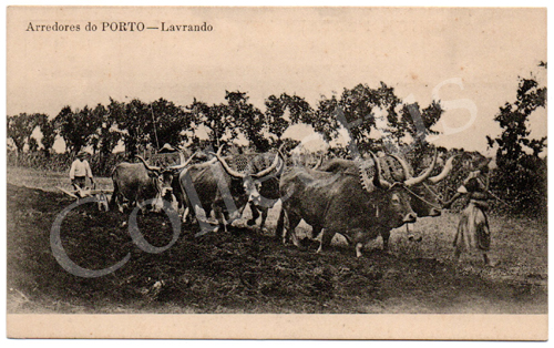 Postal antigo Arredores do Porto –Lavrando