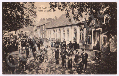 Postal antigo de Cesar. Feira de gado