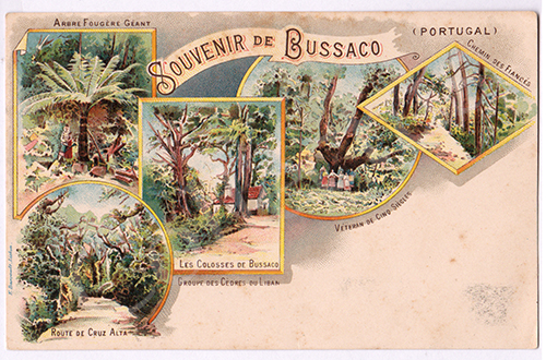 Postal antigo do Bussaco