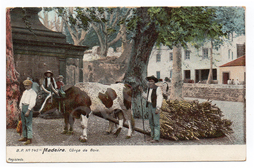 Postal antigo de Madeira